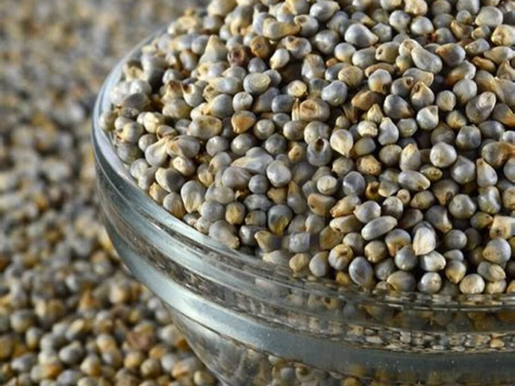 Pearl Millet