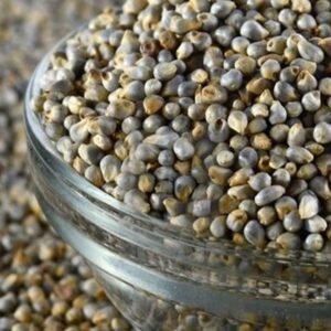 Pearl Millet