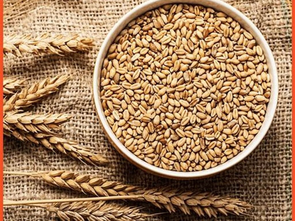 Sharbati Wheat
