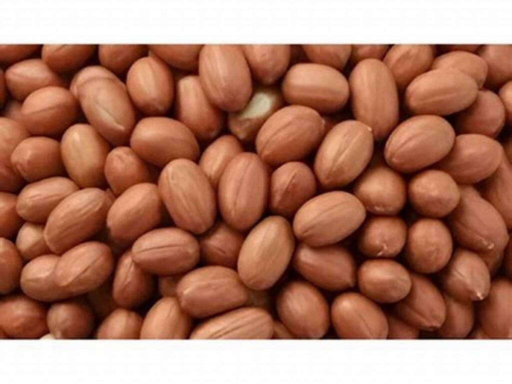 Bold Groundnuts / Peanuts